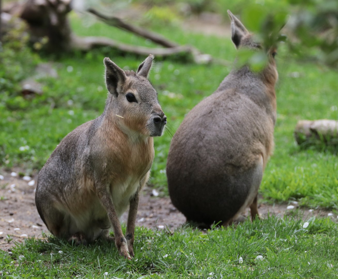 Patagonian Cavies - Potter Park Zoo - 05/20/19