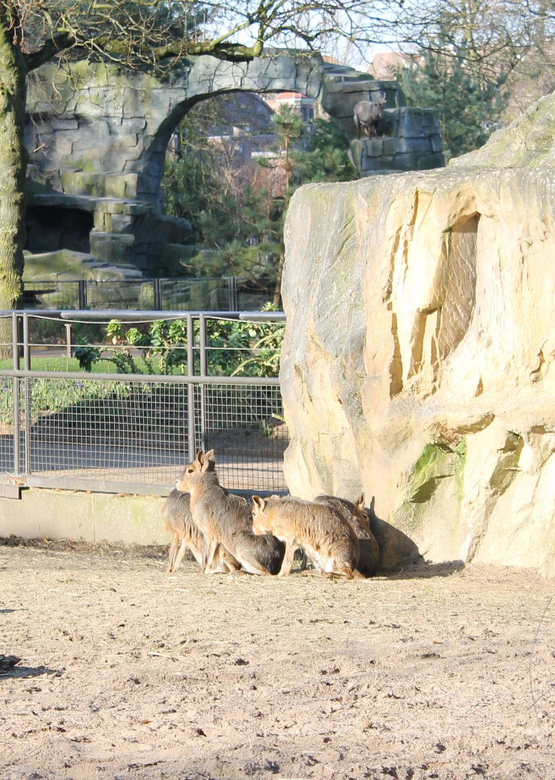 Patagonian cavies