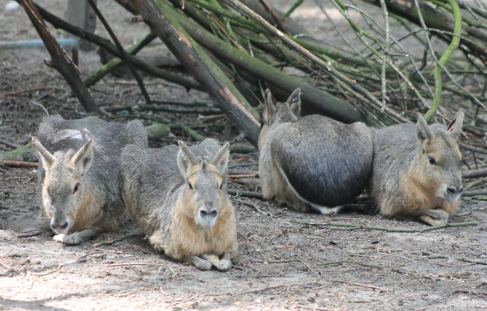 Patagonian cavies