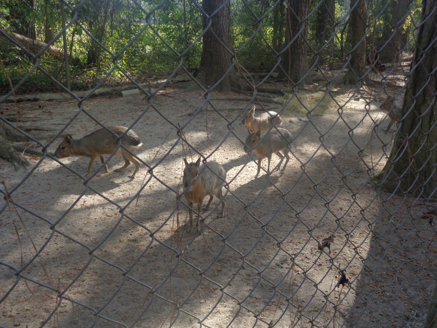 Patagonian cavies