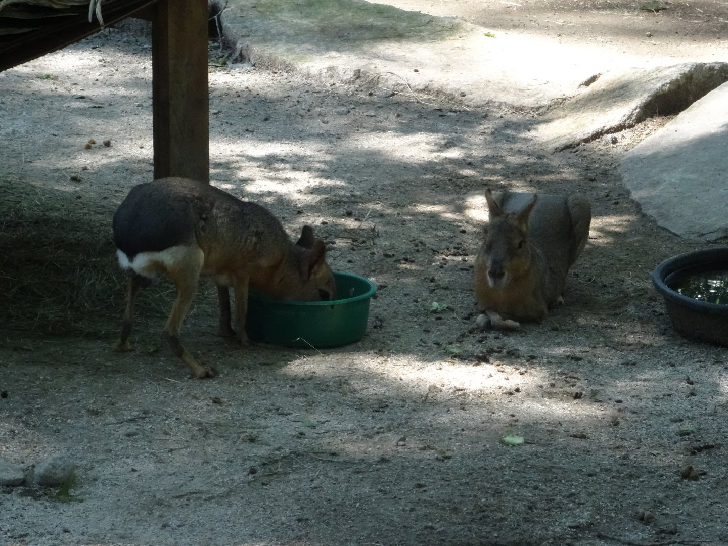 Patagonian Cavies
