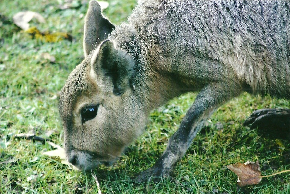 Patagonian Cavy 1st November 2012