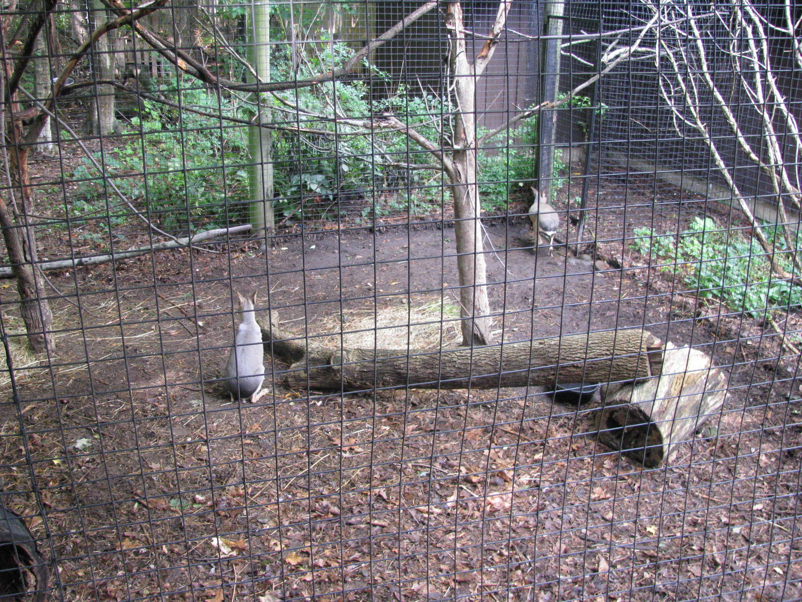 Patagonian Cavy and Military Macaw Exhibit