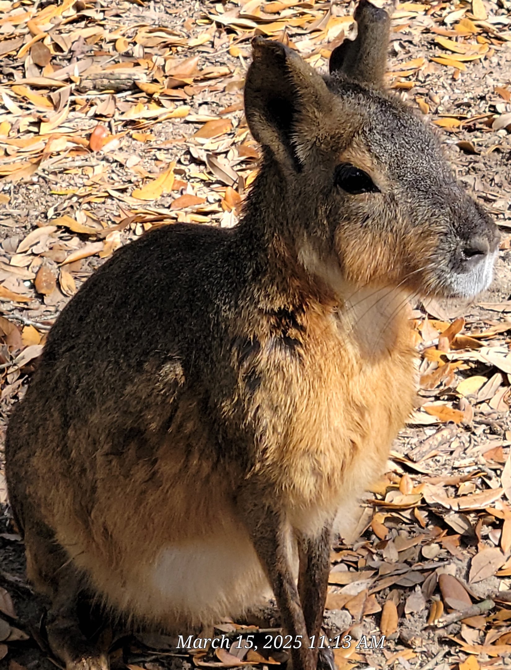 Patagonian Cavy - Bee City Zoo - March 2025