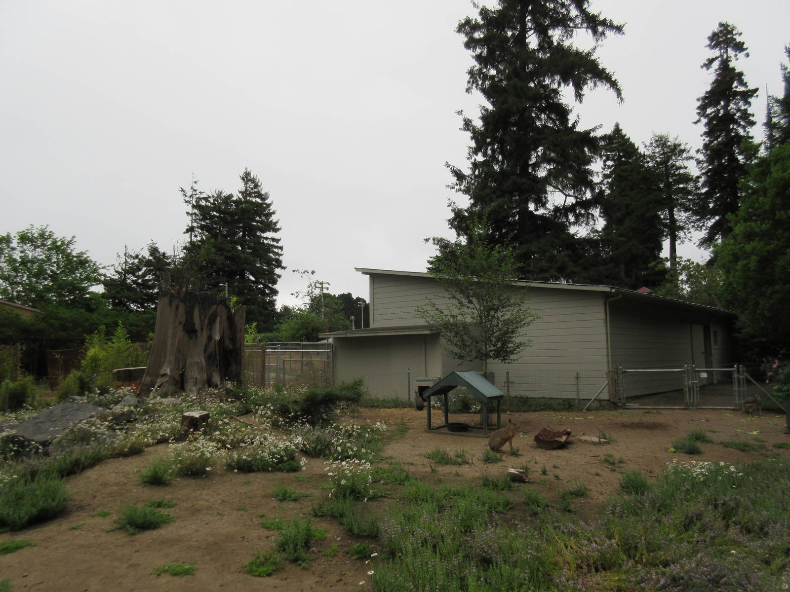 Patagonian Cavy/Crested Screamer Exhibit