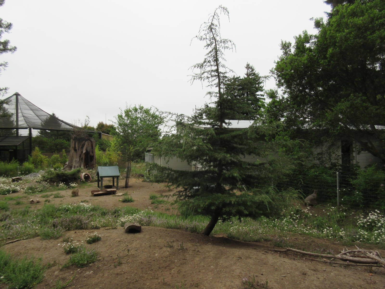 Patagonian Cavy/Crested Screamer Exhibit