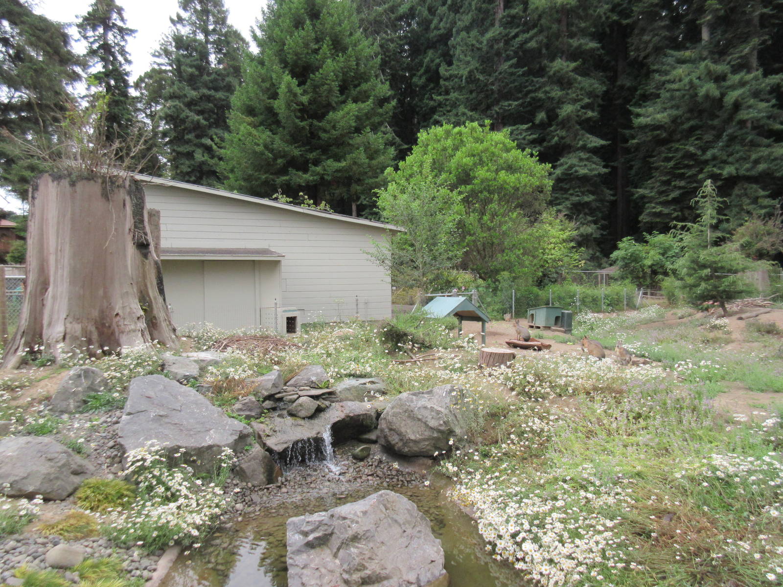 Patagonian Cavy/Crested Screamer Exhibit