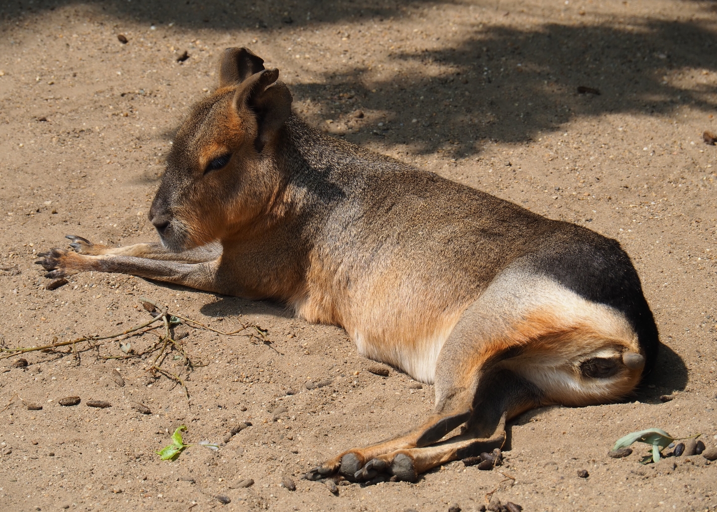 Patagonian cavy (Dolichotis patagonum), 2019-06-26