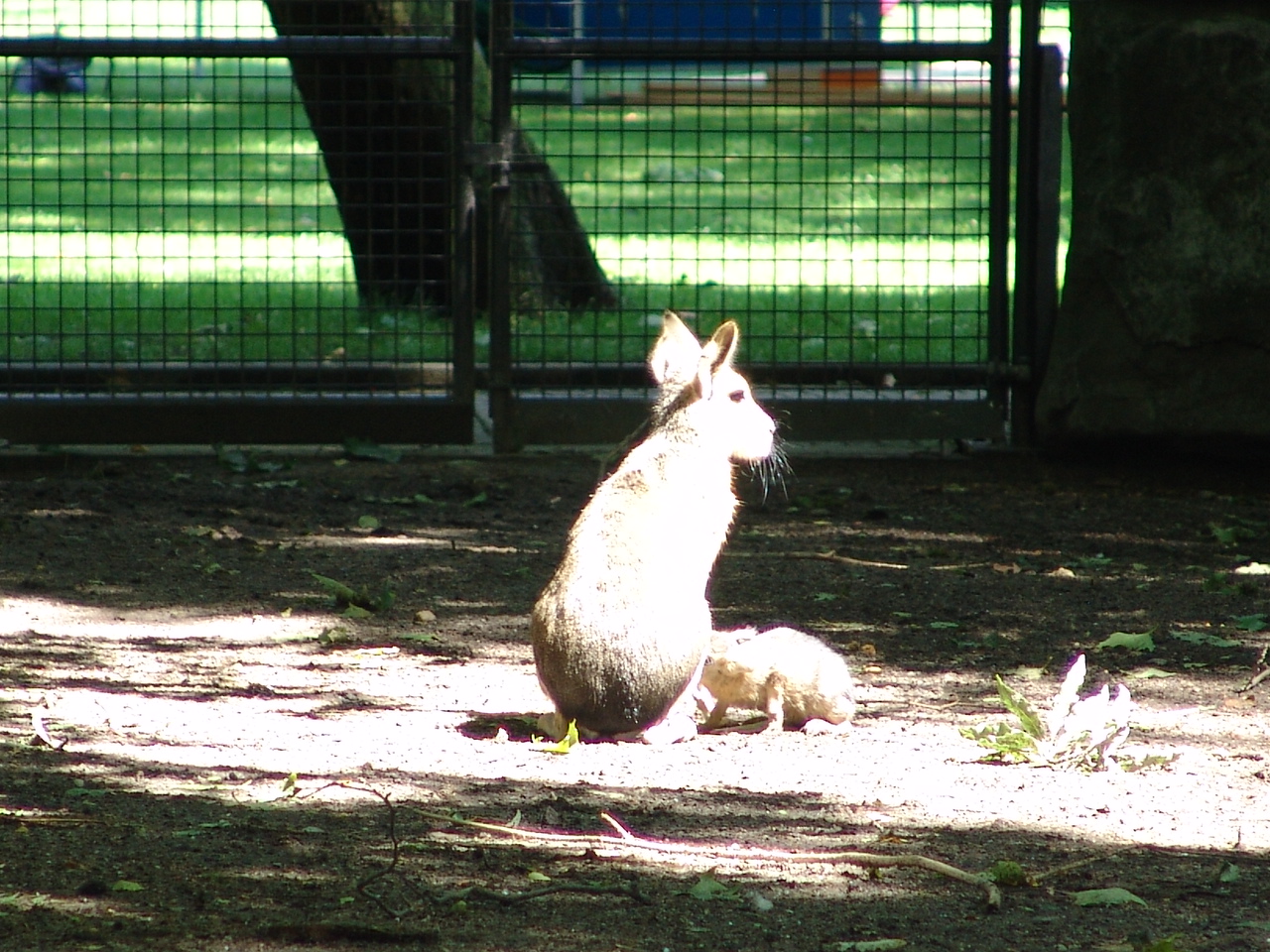 Patagonian Cavy (Dolichotis patagonum)