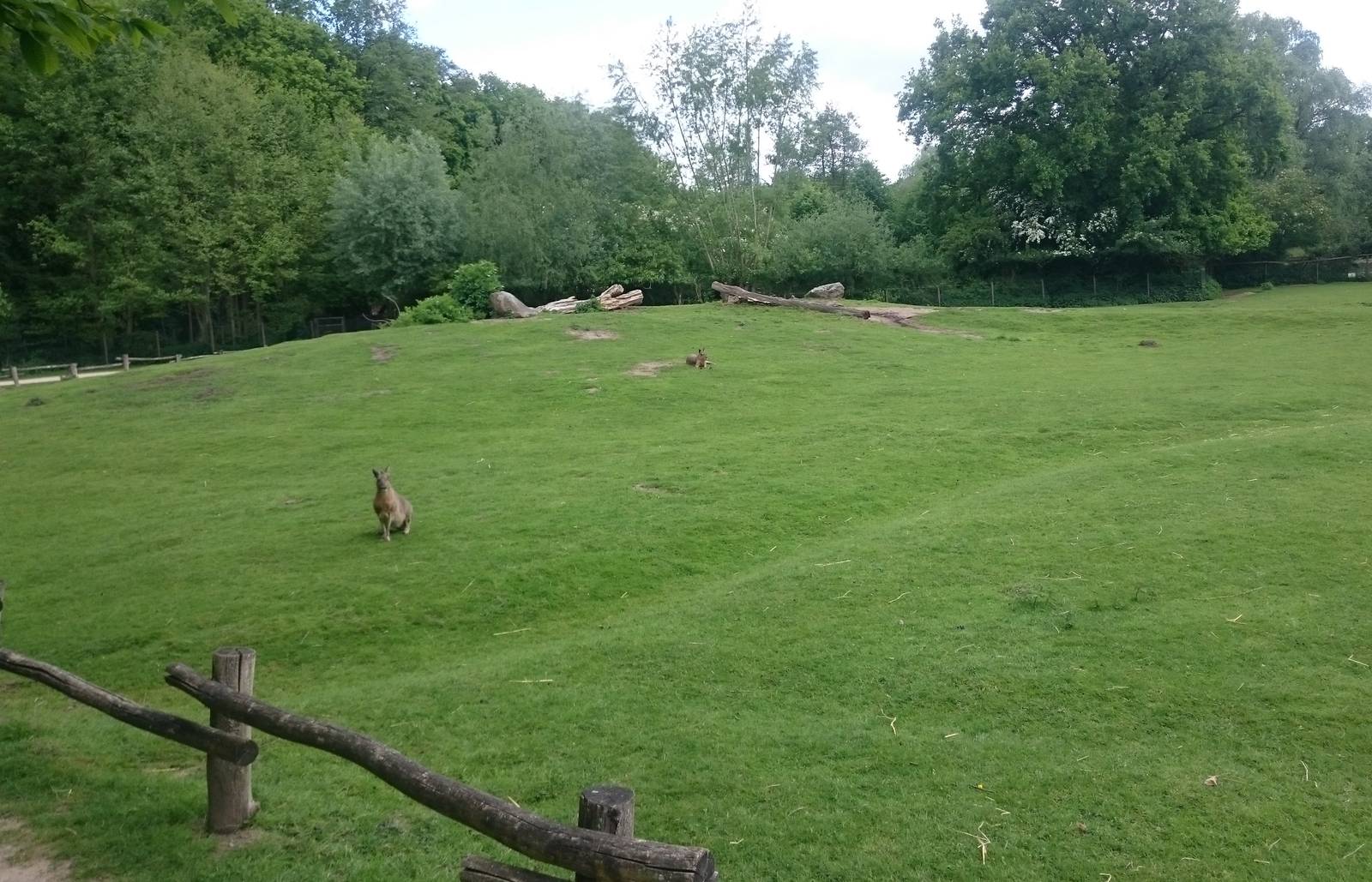 Patagonian cavy enclosure