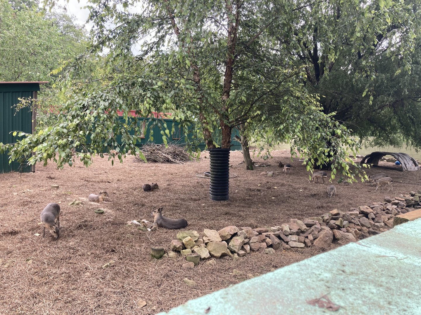 Patagonian Cavy Exhibit (at least 11 animals)
