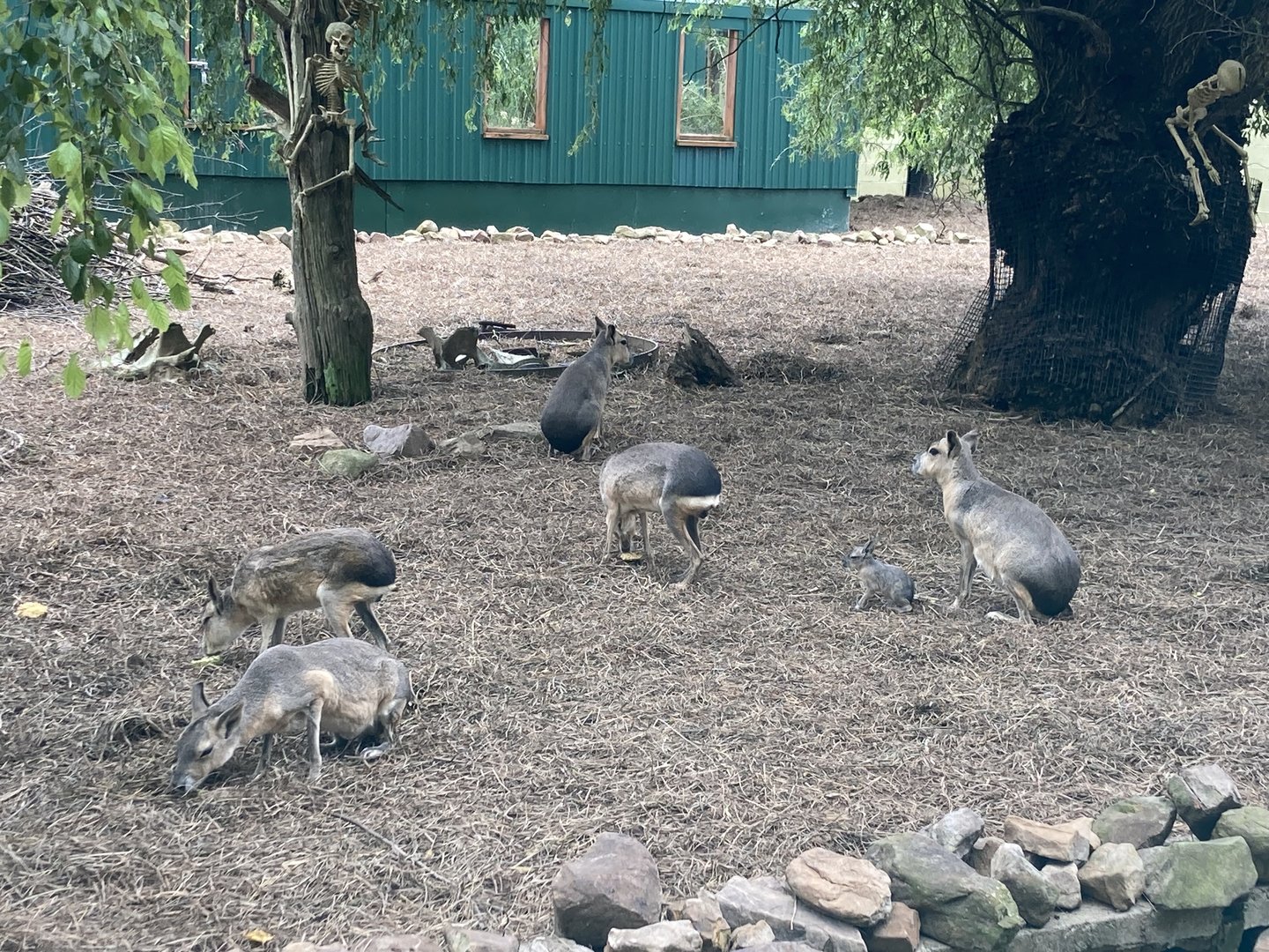 Patagonian Cavy Exhibit (at least 11 animals)
