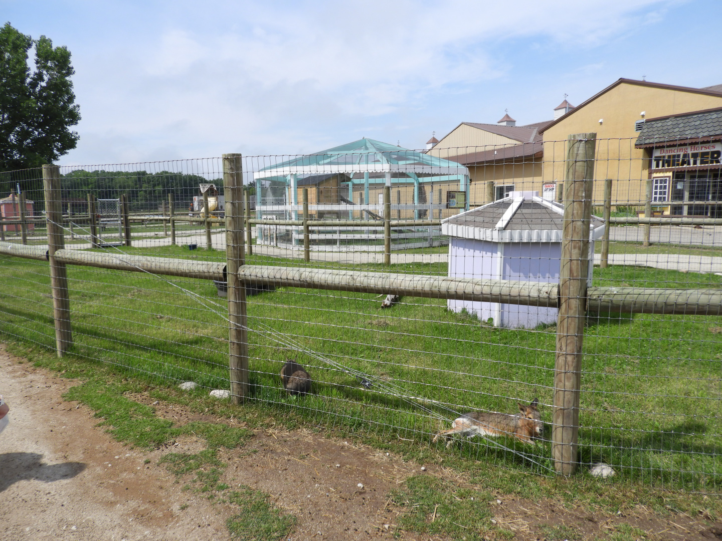 Patagonian Cavy exhibit - Baby Barn - Animal Gardens Petting Zoo