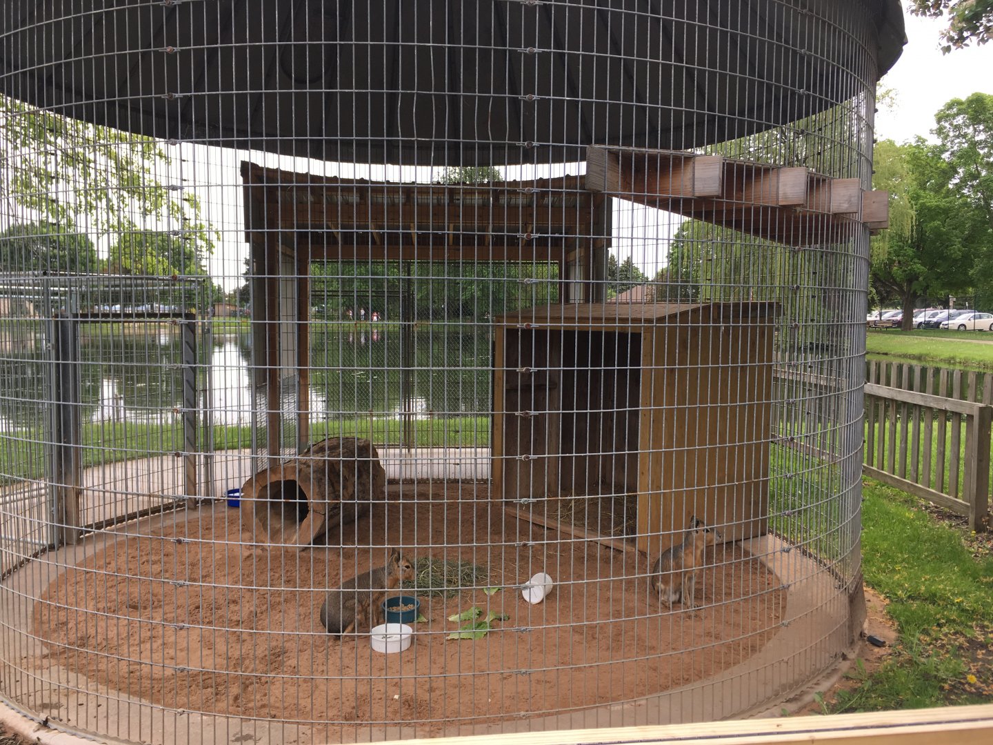 Patagonian Cavy exhibit - Menominee Park Zoo