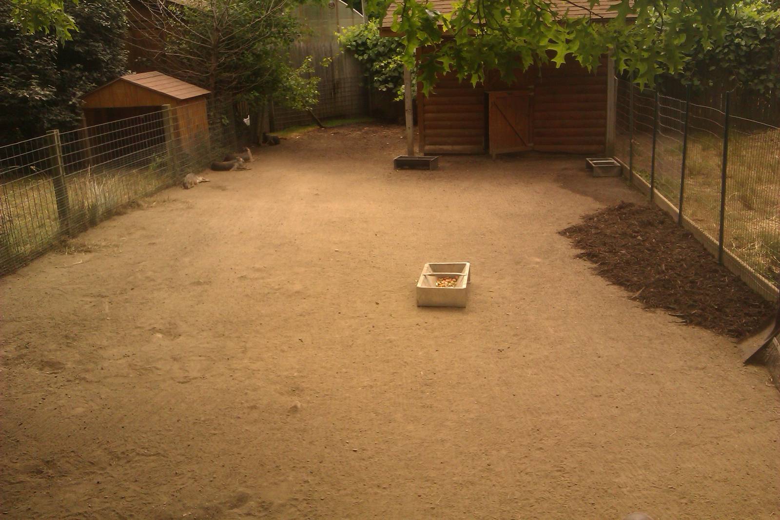 Patagonian Cavy Exhibit