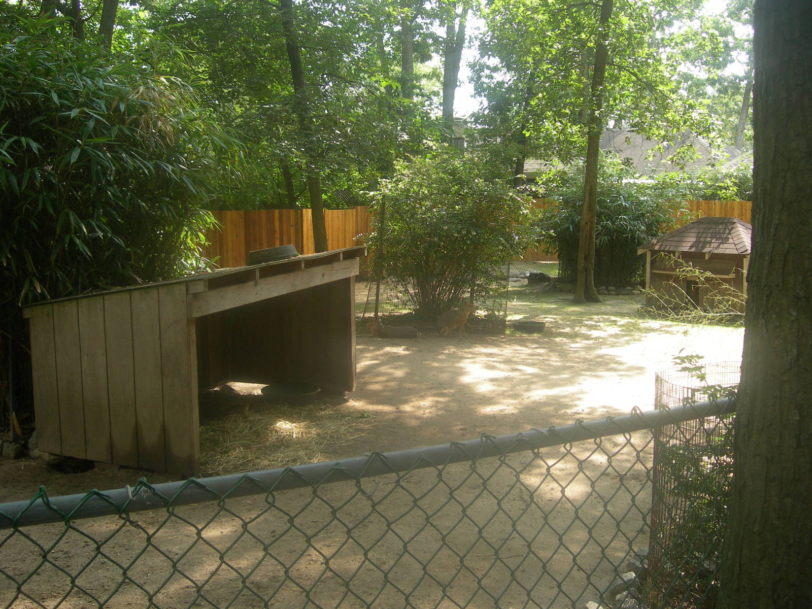 Patagonian Cavy Exhibit