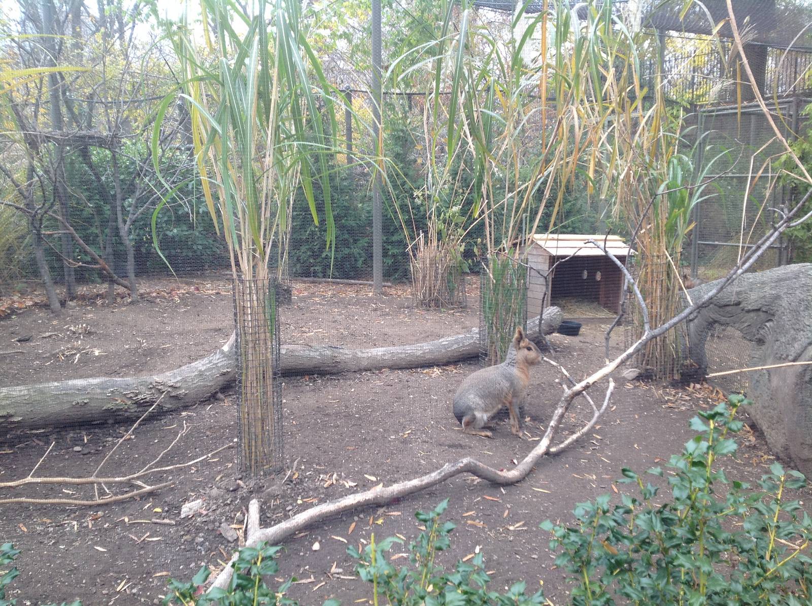 Patagonian Cavy exhibit