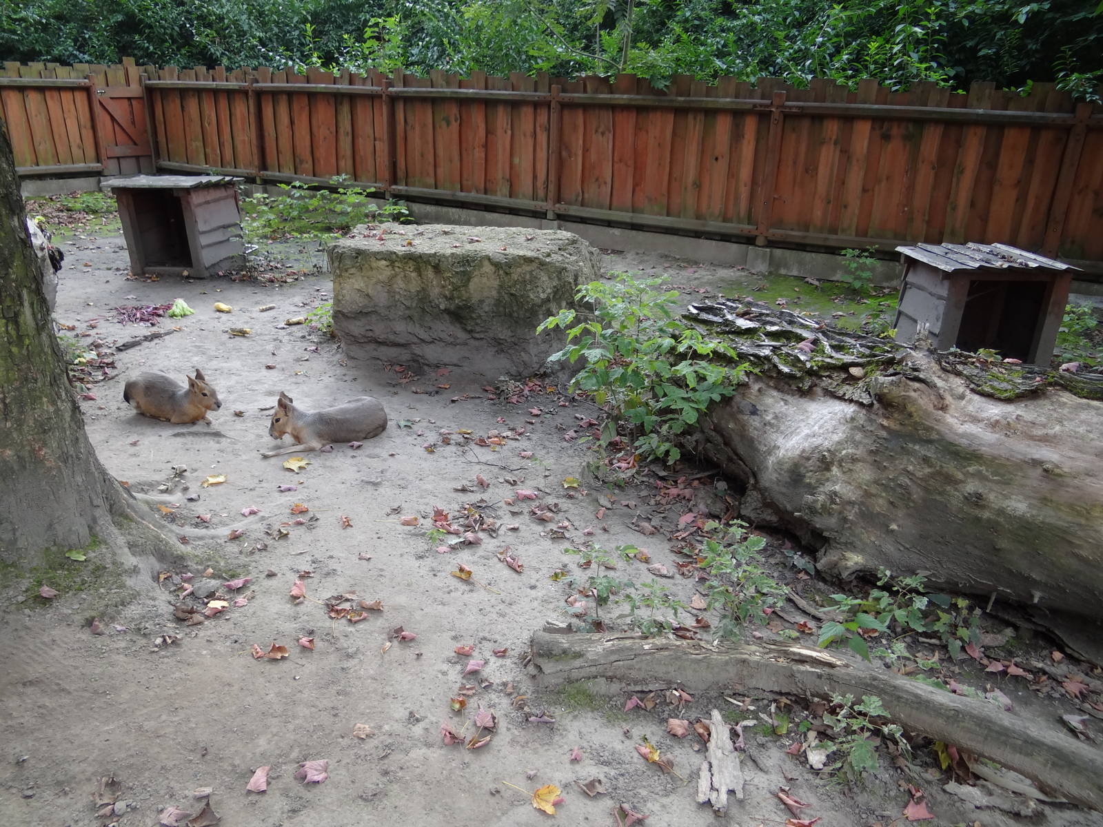 Patagonian Cavy exhibit