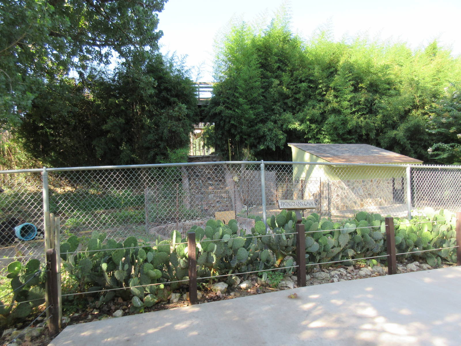 Patagonian Cavy Exhibit