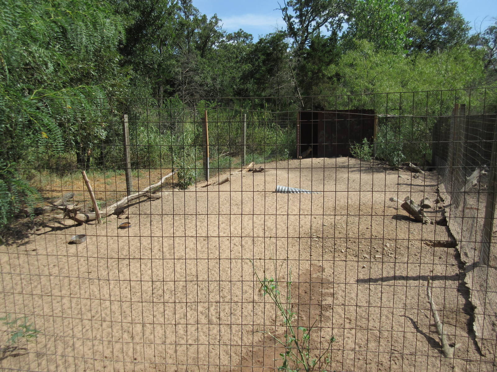 Patagonian Cavy Exhibit