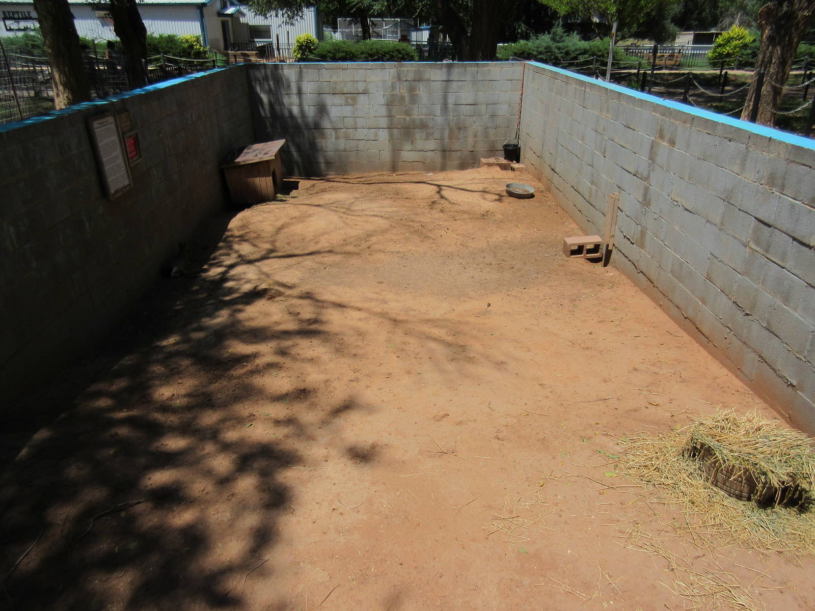 Patagonian Cavy Exhibit