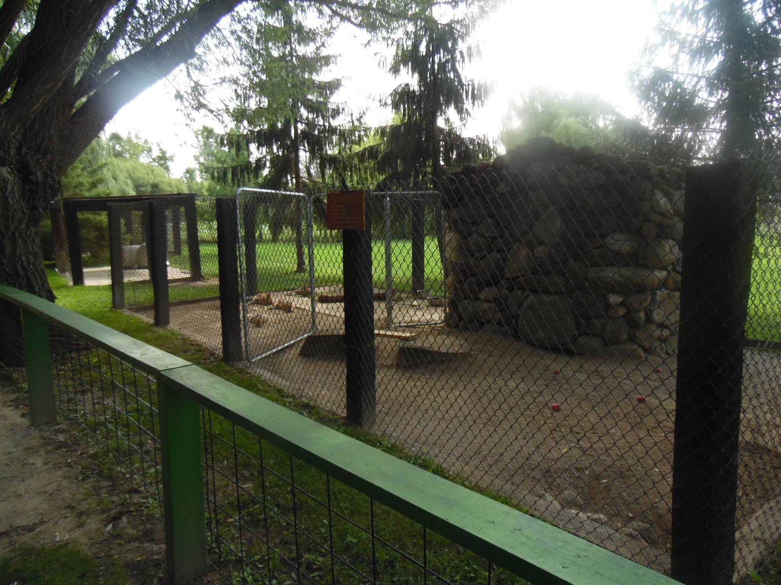 Patagonian Cavy Exhibit