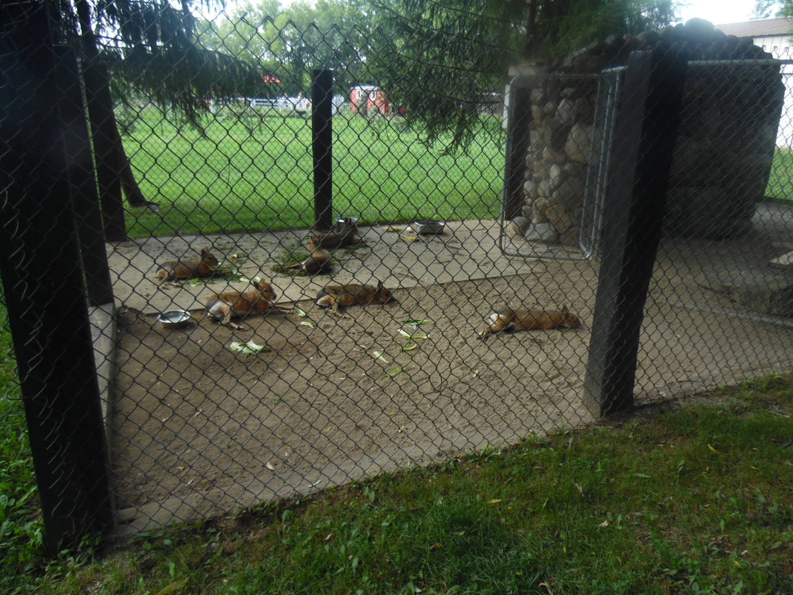 Patagonian Cavy Exhibit