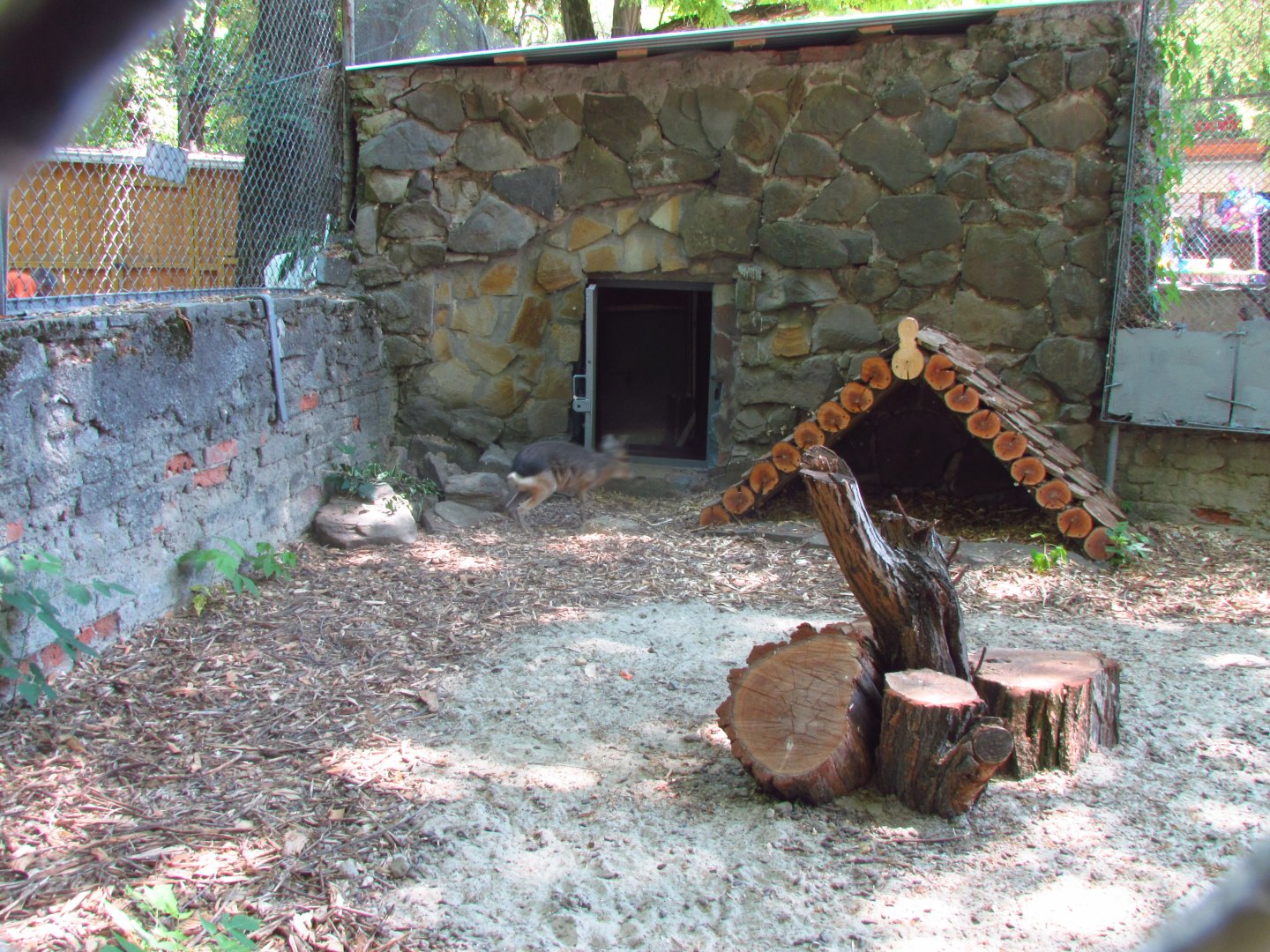 Patagonian cavy exhibit