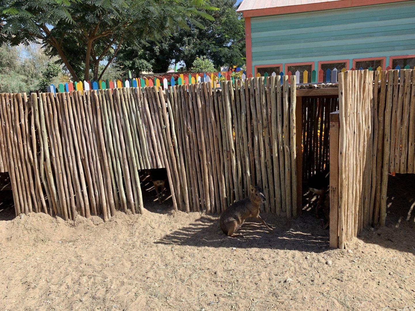 Patagonian Cavy exhibit