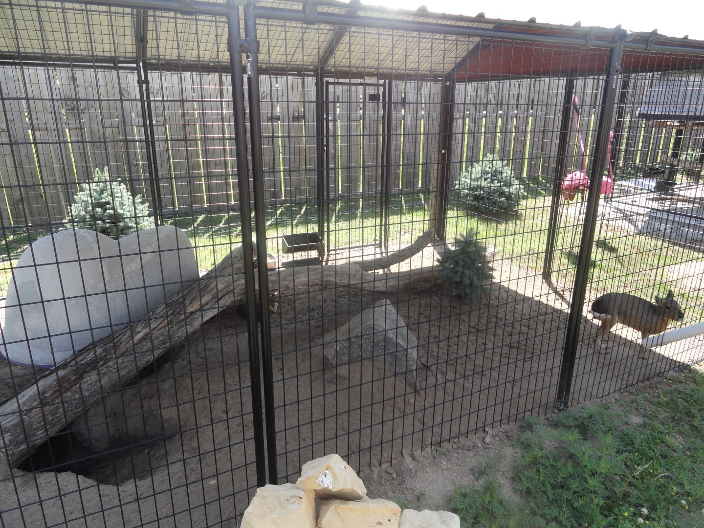 Patagonian Cavy Exhibit