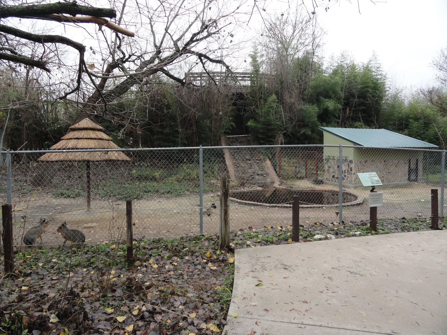 Patagonian Cavy Exhibit