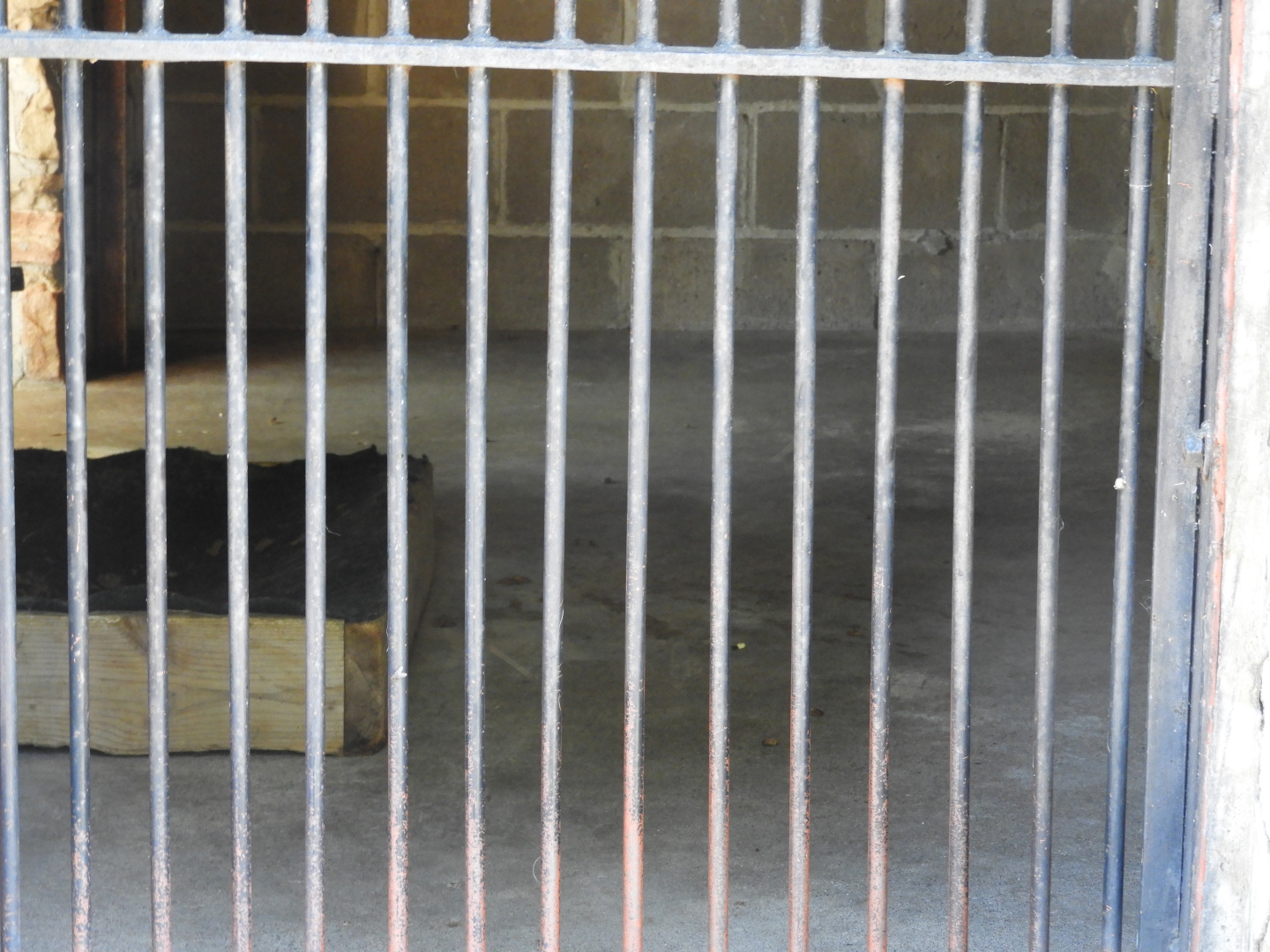 Patagonian Cavy indoor exhibit - Wisconsin Rapids Municipal Zoo