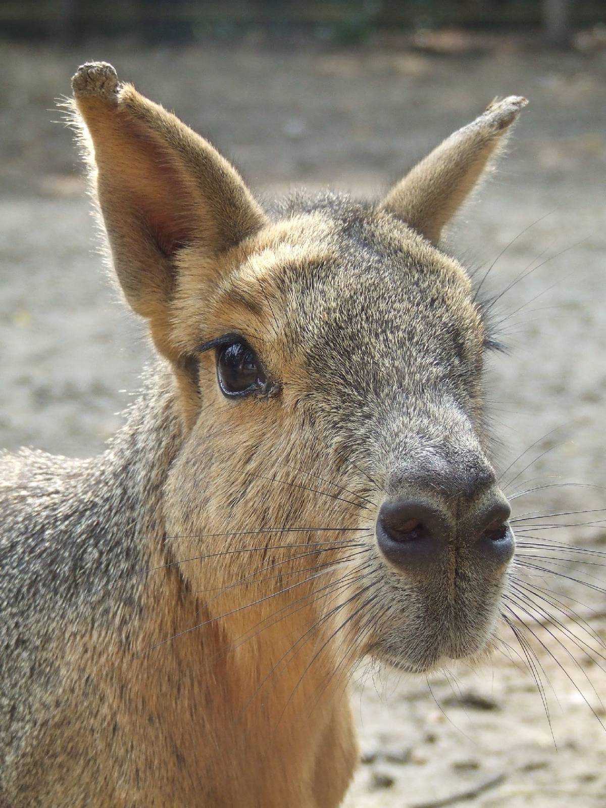Patagonian cavy @ Kecskemet Zoo, Hungary
