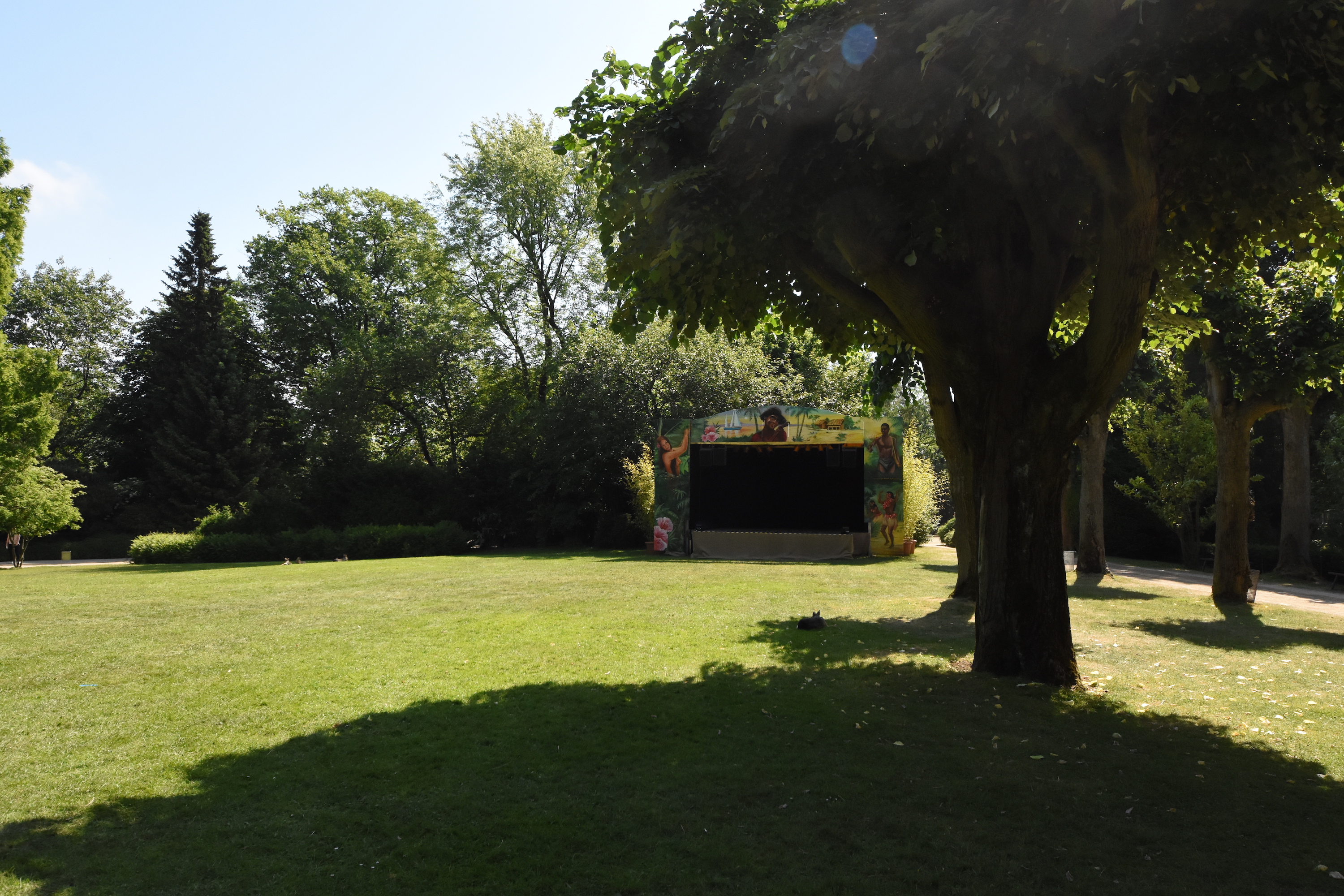 Patagonian cavy lawn