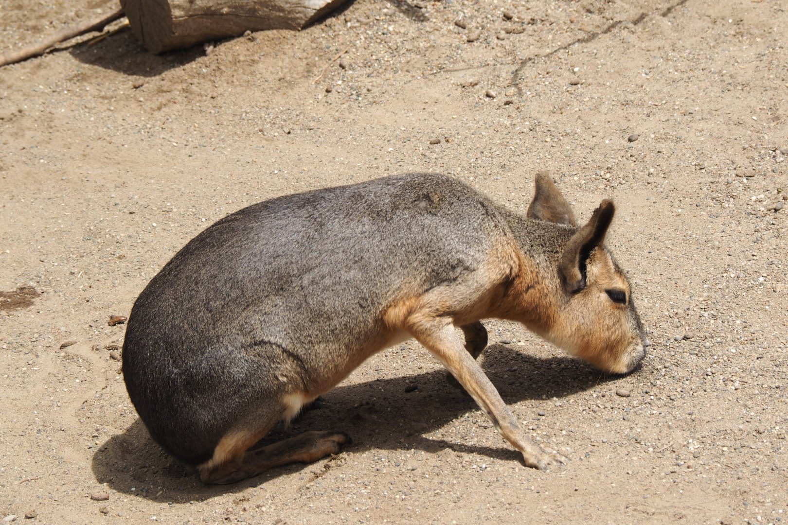 Patagonian cavy (mara)