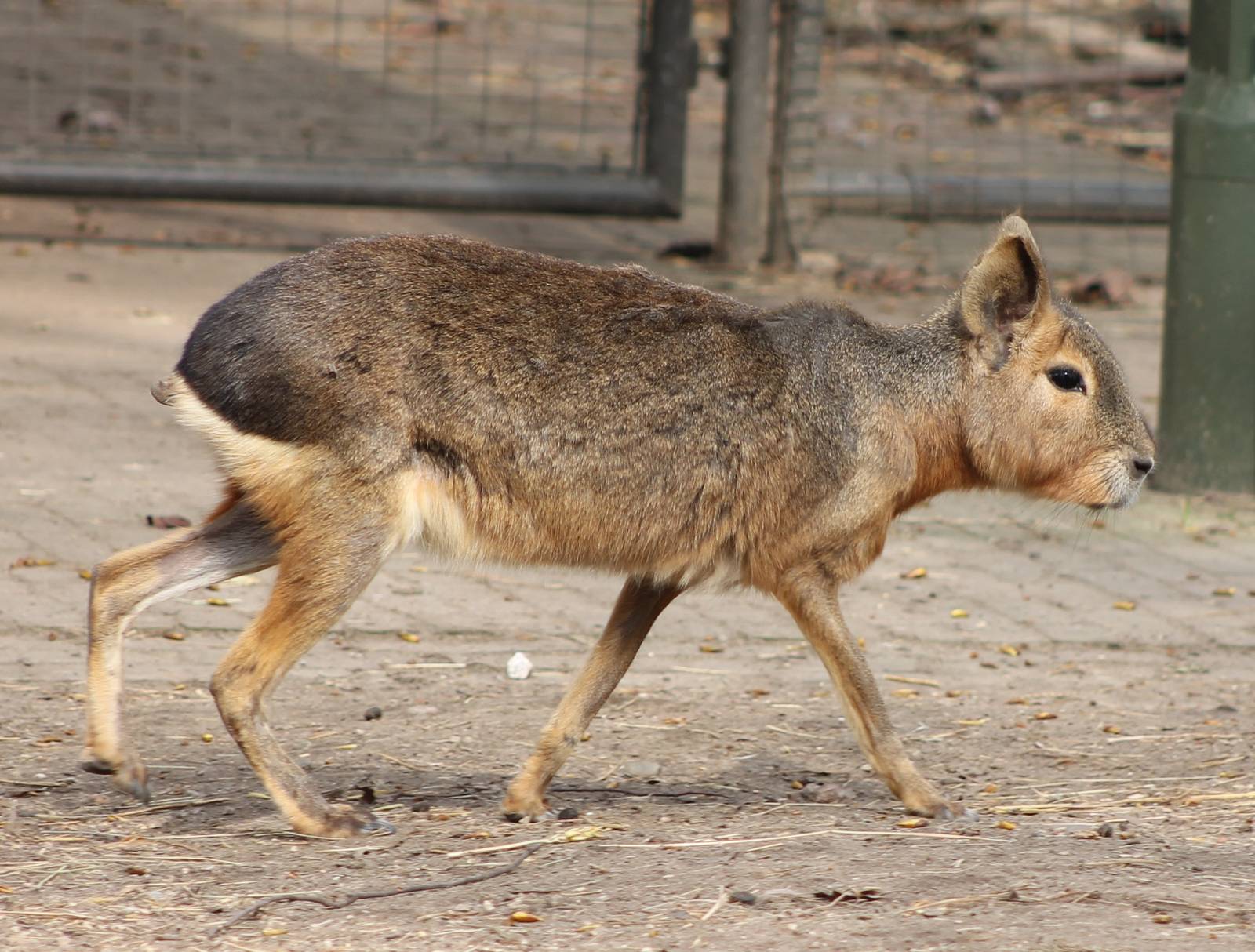 Patagonian cavy or mara