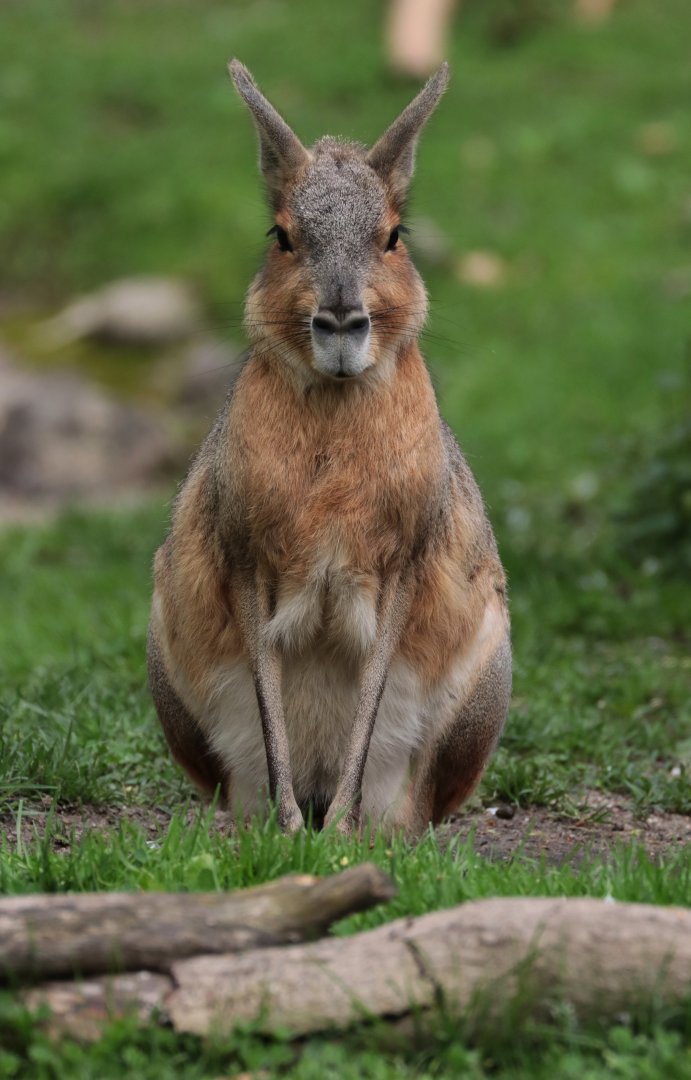 Patagonian Cavy - Potter Park Zoo - 05/20/19