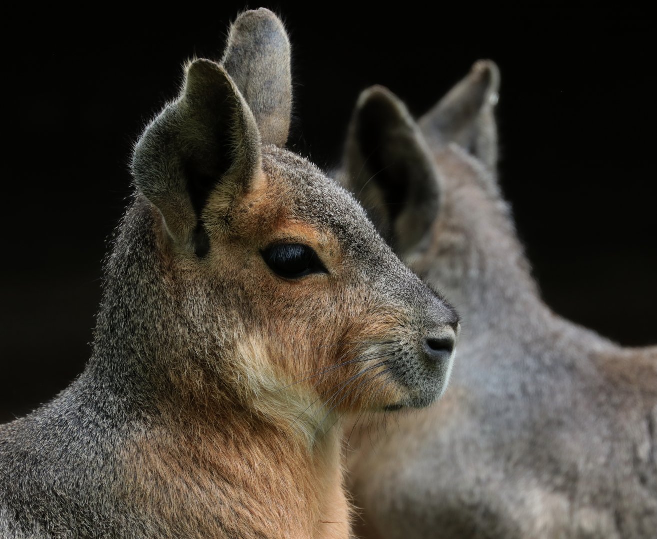 Patagonian Cavy - Potter Park Zoo - 05/20/19