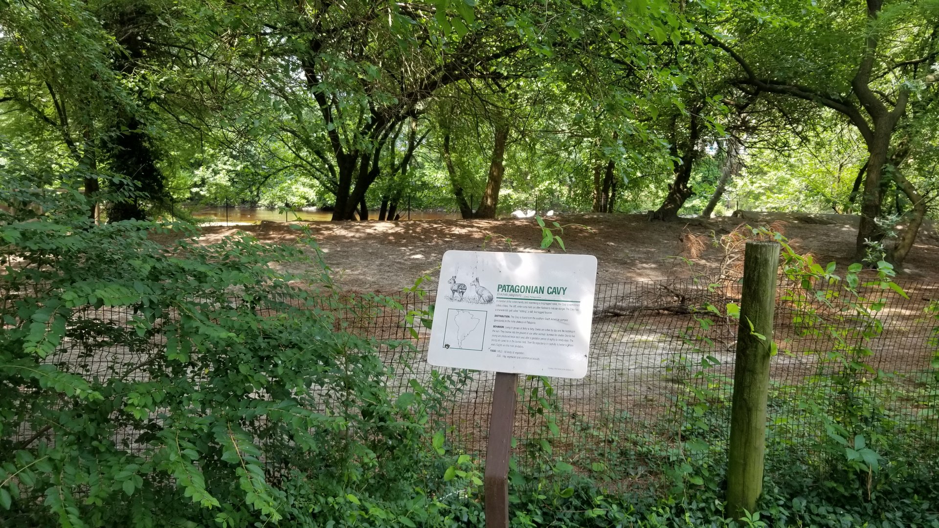 Patagonian cavy sign