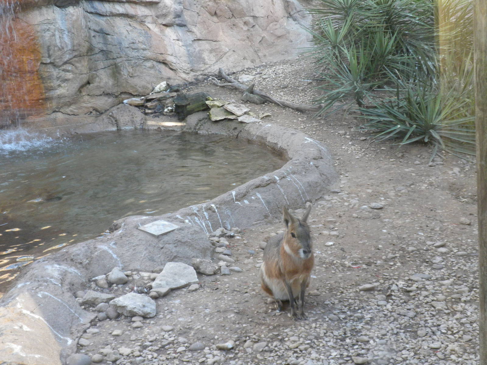 Patagonian Cavy