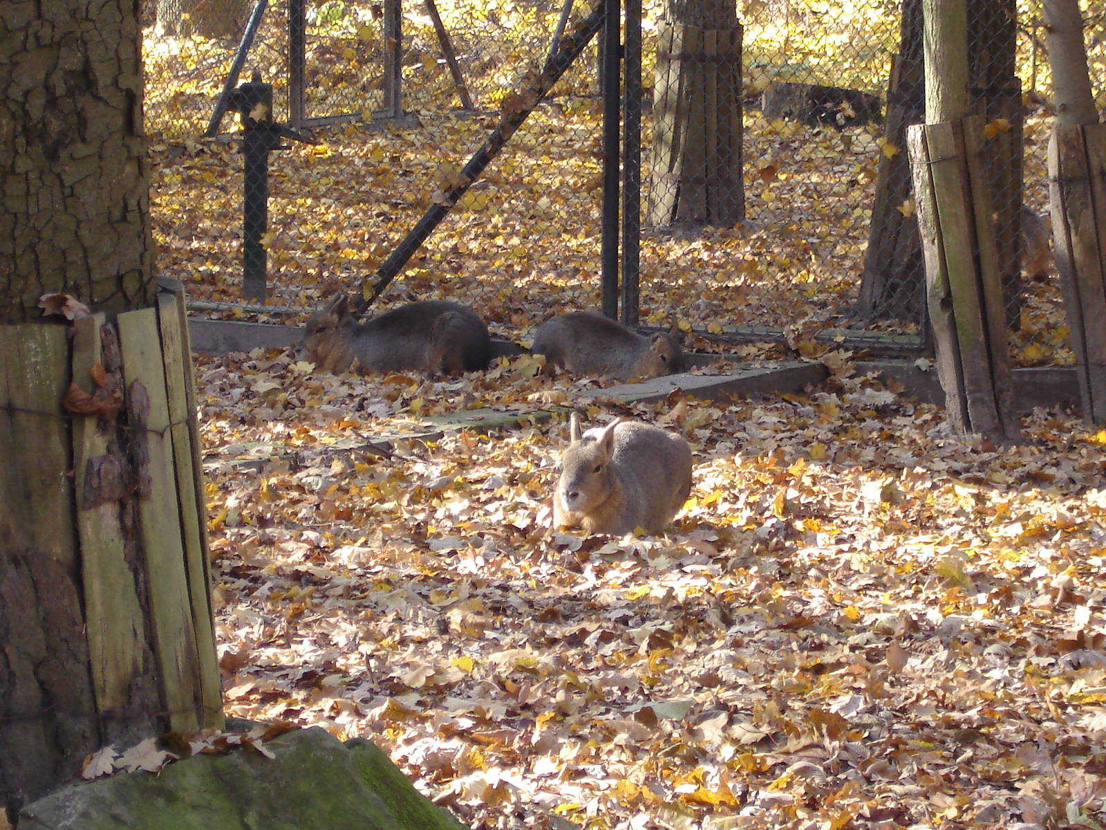 Patagonian Cavy