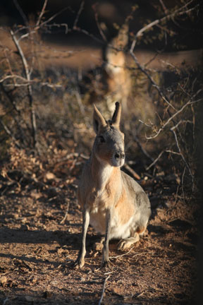 patagonian cavy
