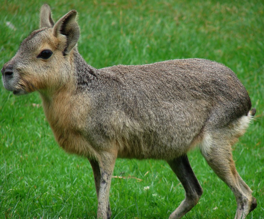 Patagonian cavy
