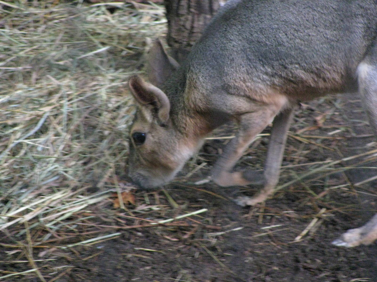 Patagonian Cavy