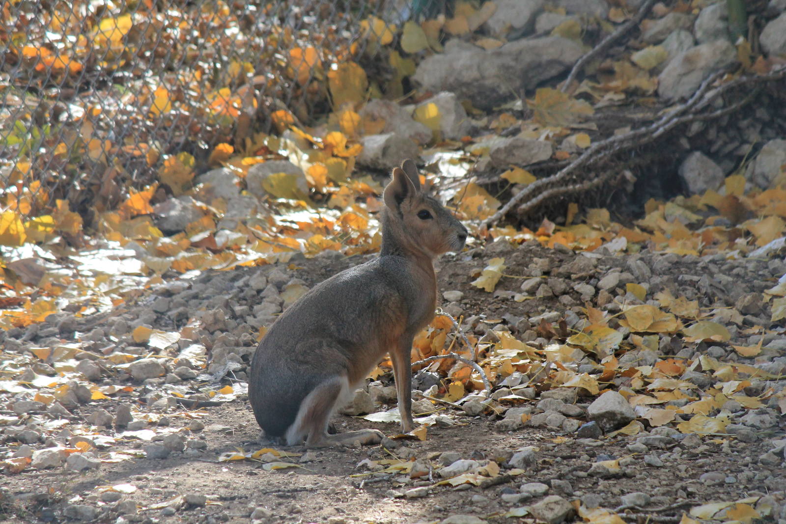 Patagonian Cavy