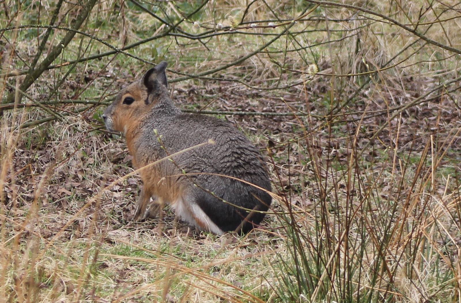 patagonian cavy