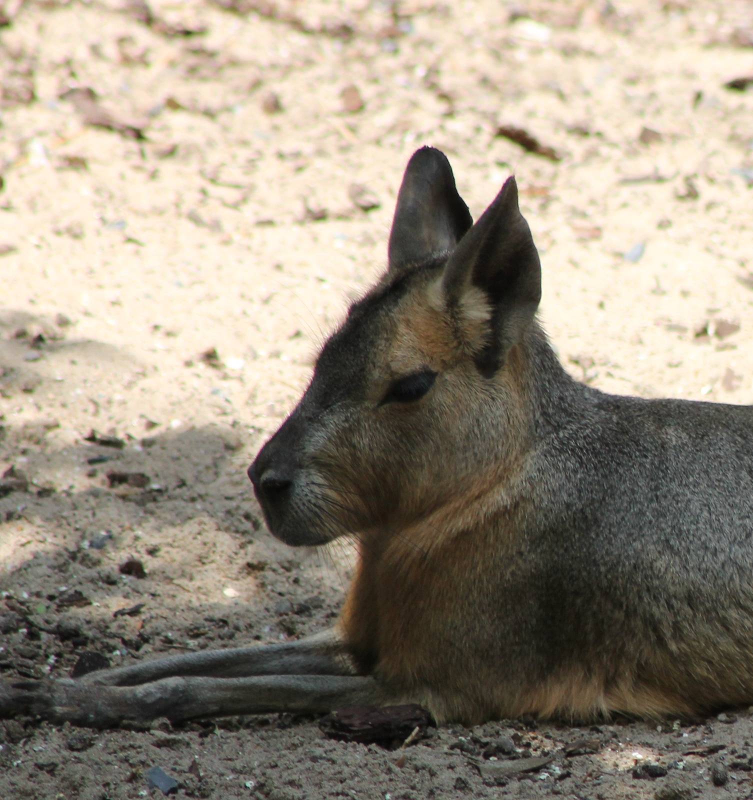 Patagonian cavy