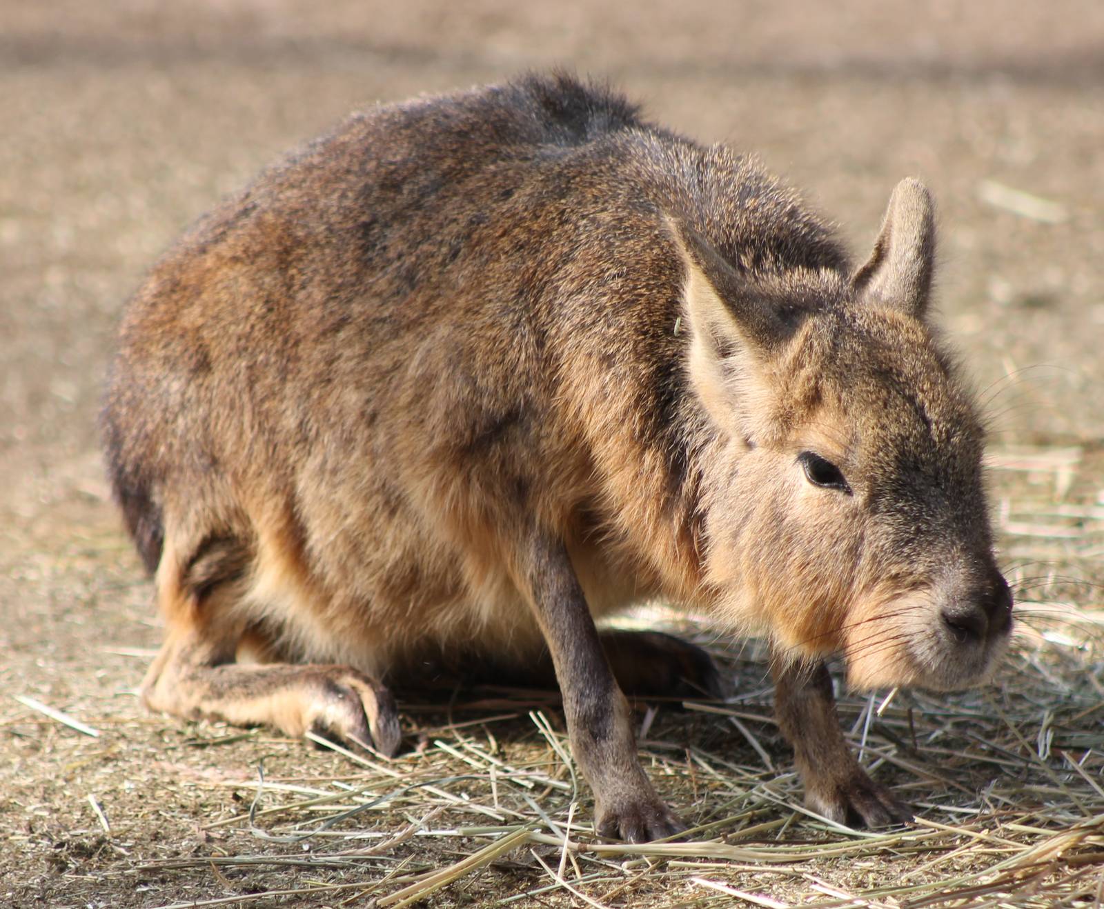 Patagonian cavy
