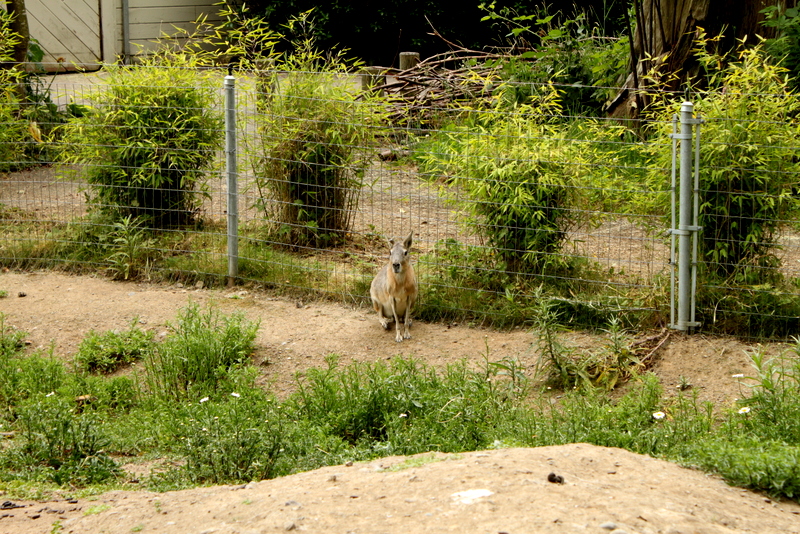 Patagonian Cavy