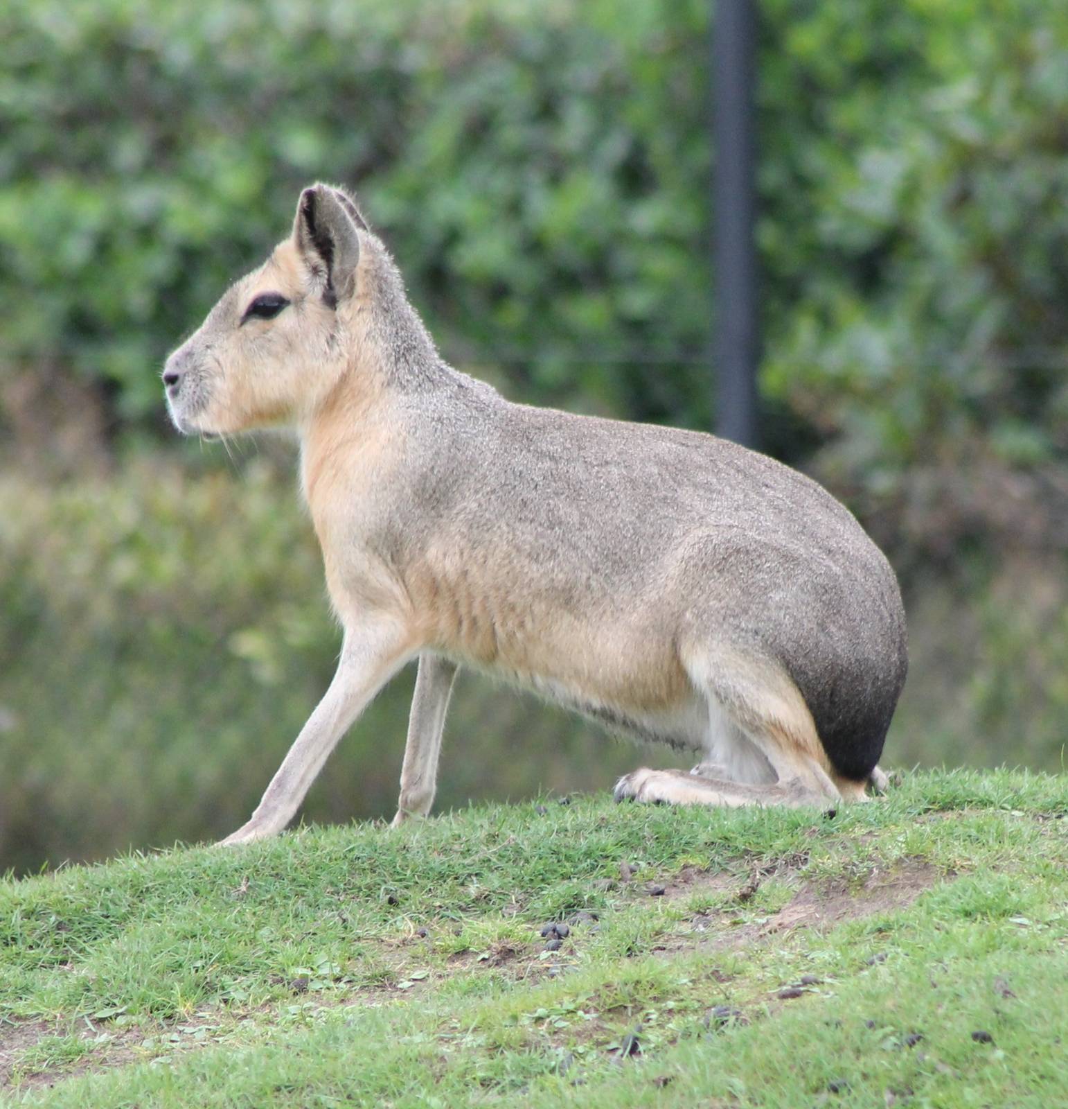 Patagonian cavy